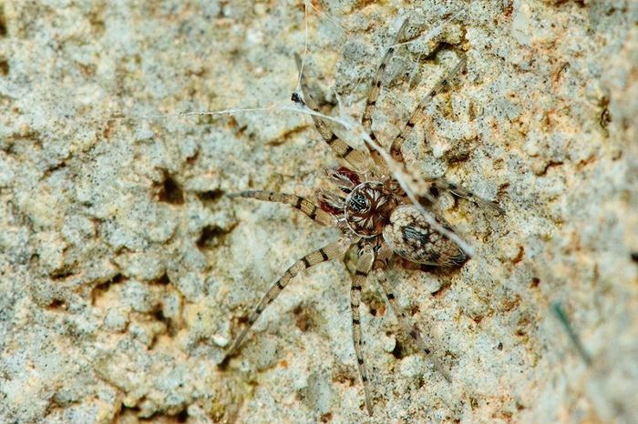 Oecobius sp.